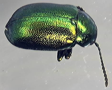 Chrysolina graminis